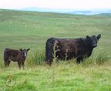 Galloway Cow - Calf 9A29D-12